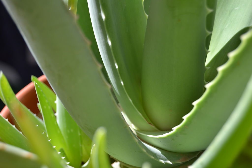 Aloe Vera