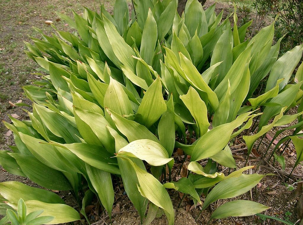 Cast Iron Plant