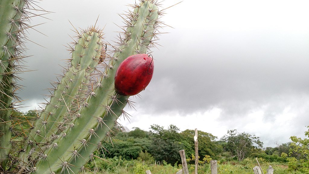 Cactus