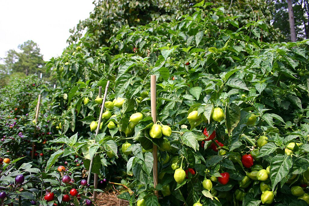 Pepper plant