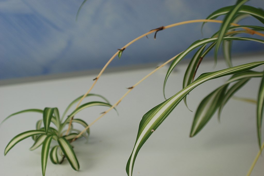 Spider plant