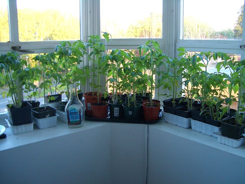 Tomato seedlings