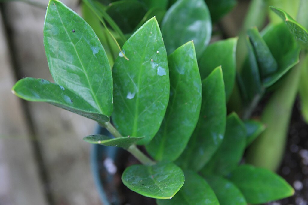 ZZ Plant