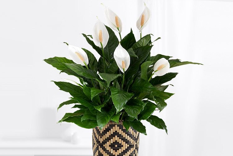 Peace lily