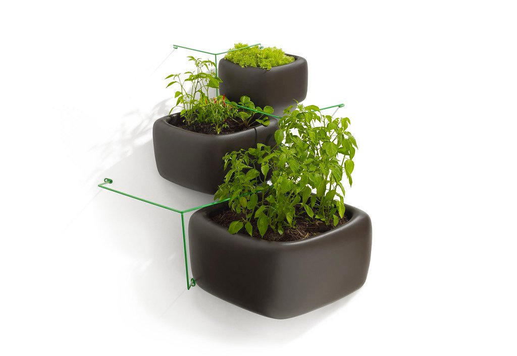Wallflower vertical garden