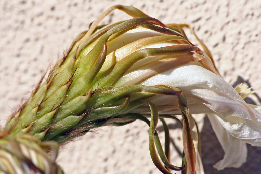 Stressed plant