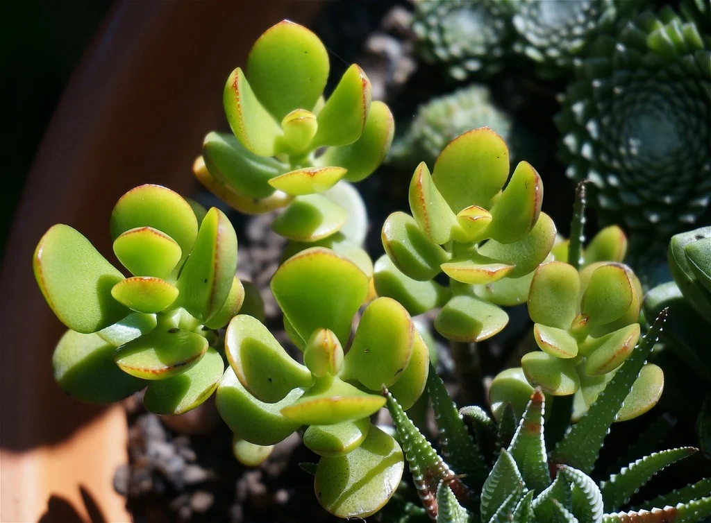 Jade plant