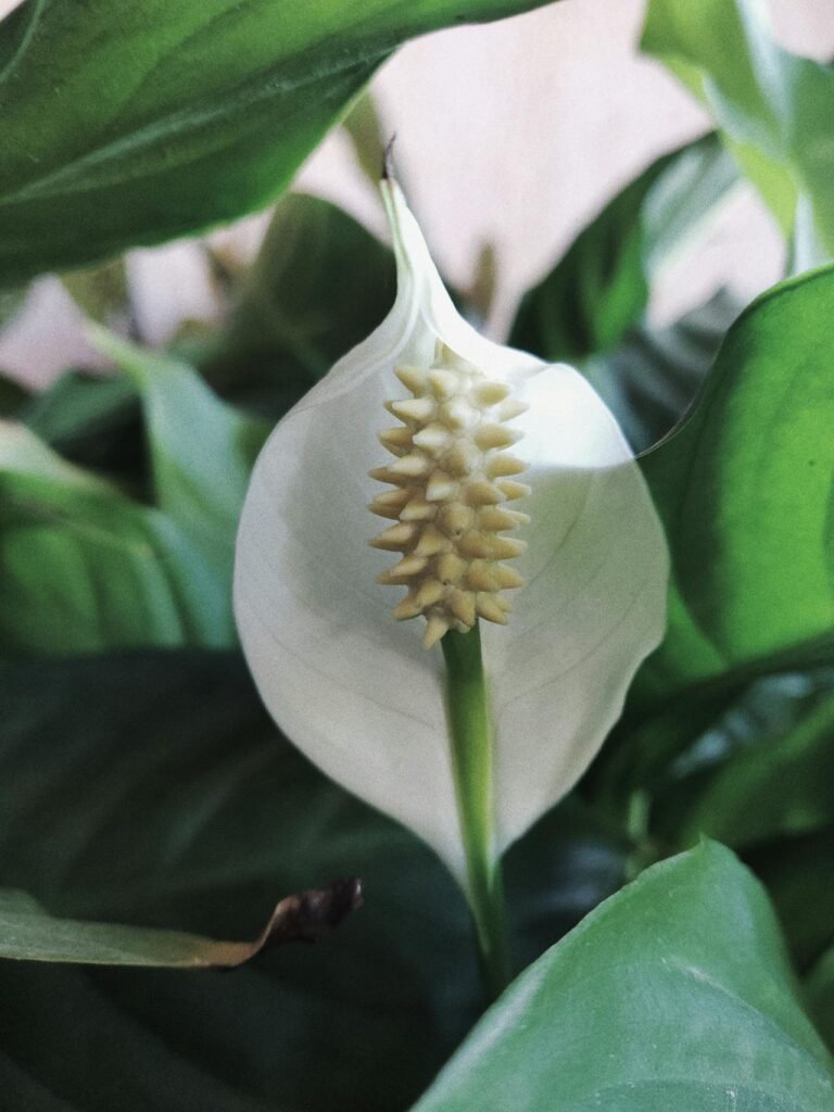 Peace lily