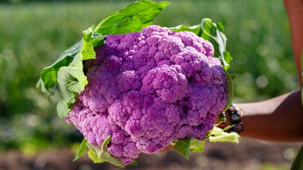 Coliflor planta