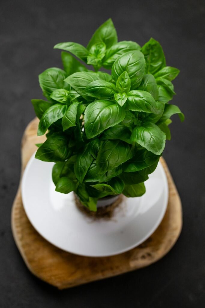 Basil plant