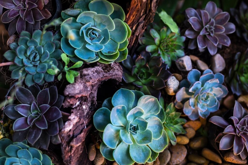 Succulent plant