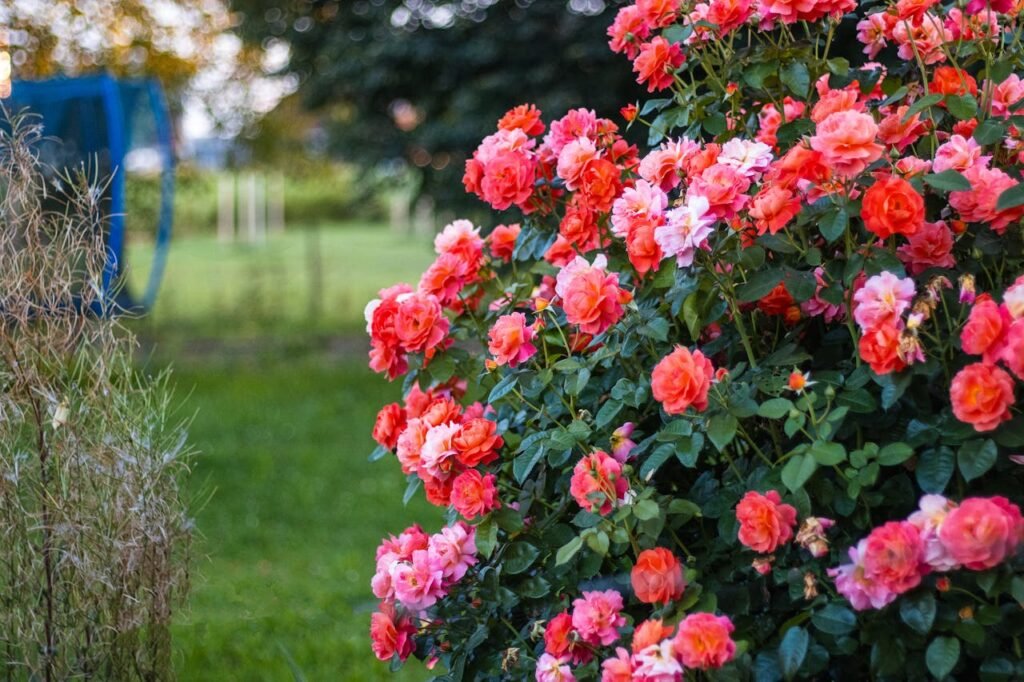 Rose brush