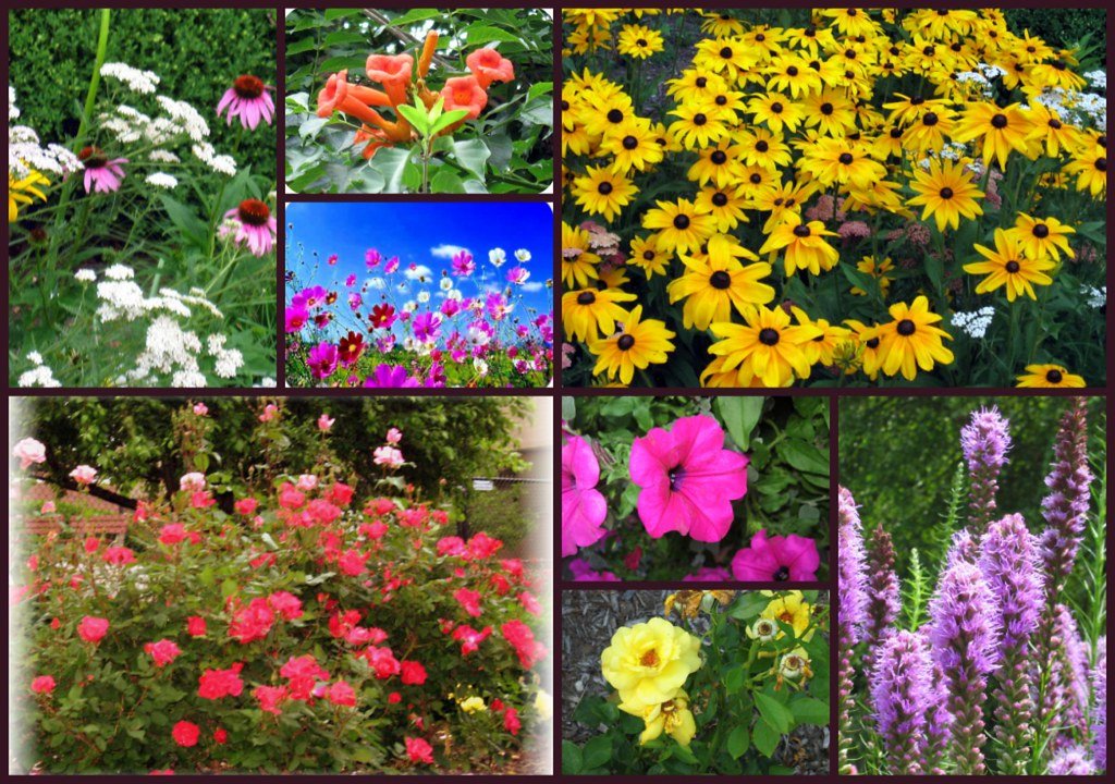 Collage of native flowering plants used in sustainable landscaping, including coneflowers, black-eyed Susans, and liatris.