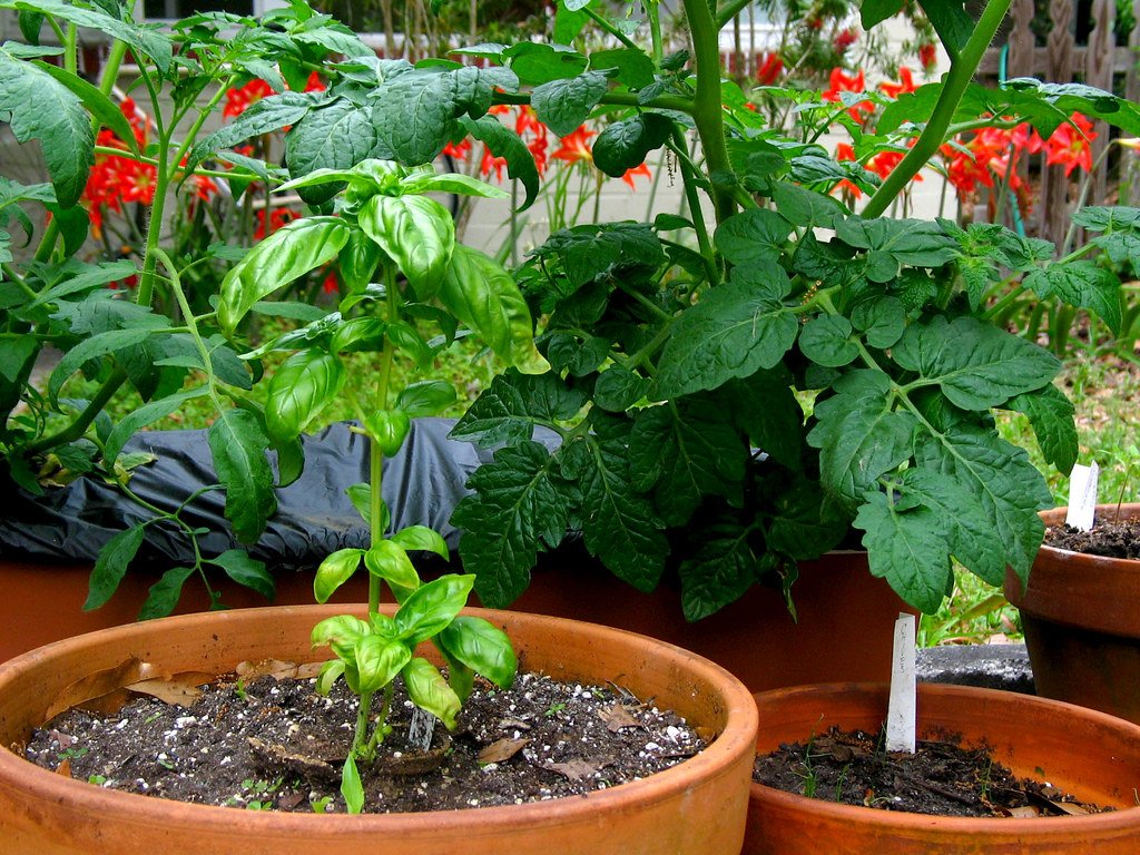 Garden Clay Pots Basil Tomato