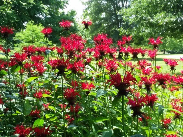 Bee Balm
