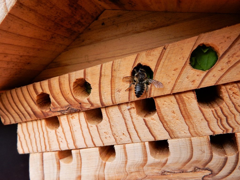Bee hotel
