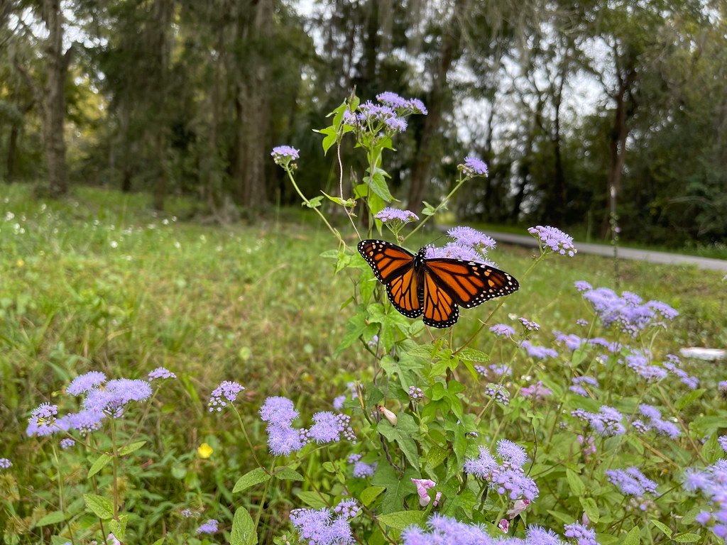 Monarch Butterfly on Native Plant
