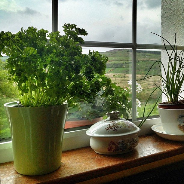 Windowsill inside with herbs