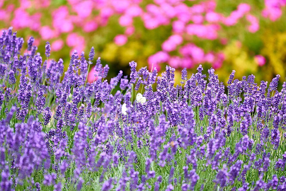 Purple lavender flowers