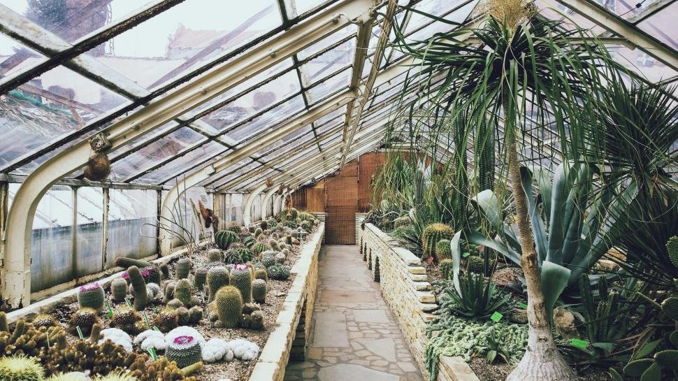 Diverse Plant Collection in Greenhouse