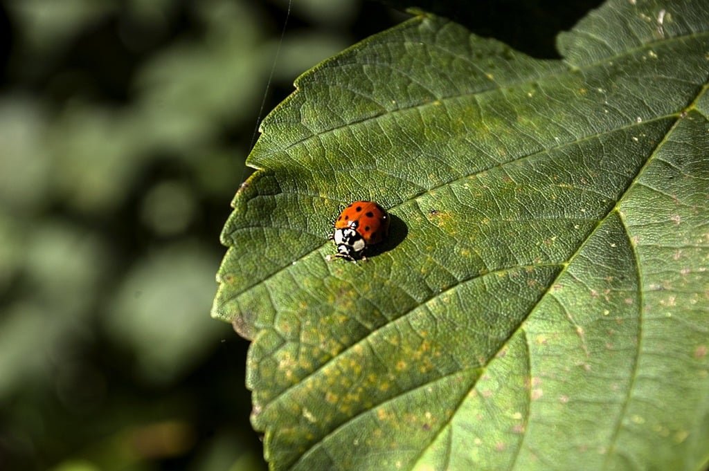 A ladybug on a plant leaf