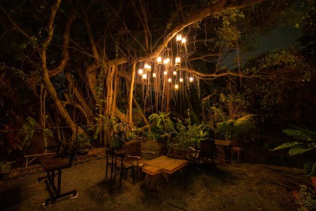 Lights Hanging on a Tree Branch