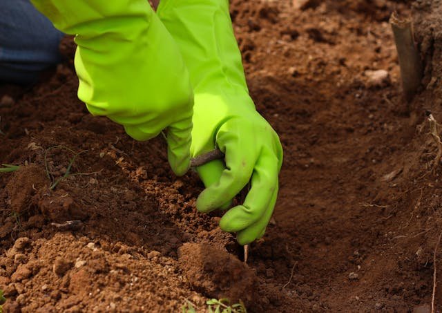 Digging in the Ground with a Rusty Trowel
