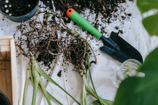 Soil and gardening spade for planting sprouts