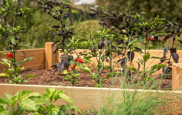 A raised bed