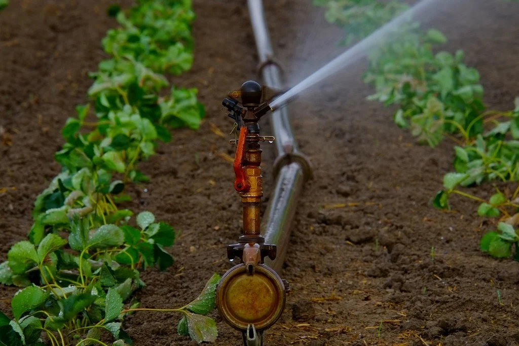 A sprinkler spraying water on a field of lettuce