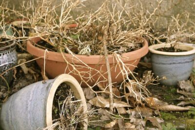 Dying plants