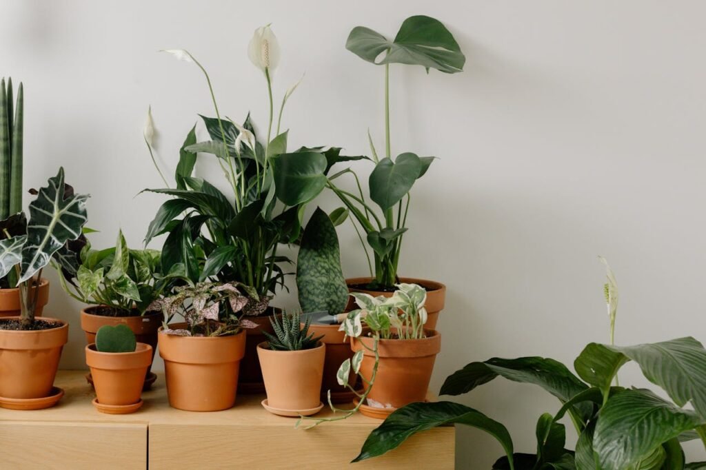 Group of plants