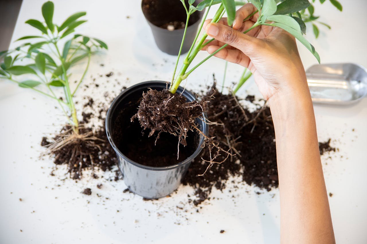 Woman potting a plant