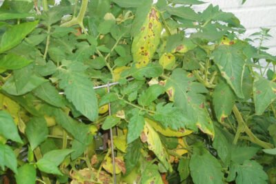 Plant disease
