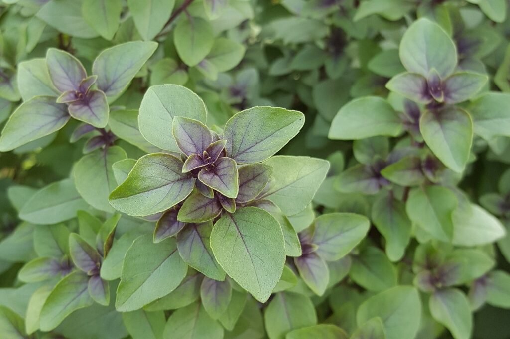 Aromatic herb