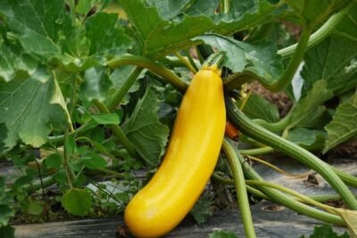 A yellow zucchini plant