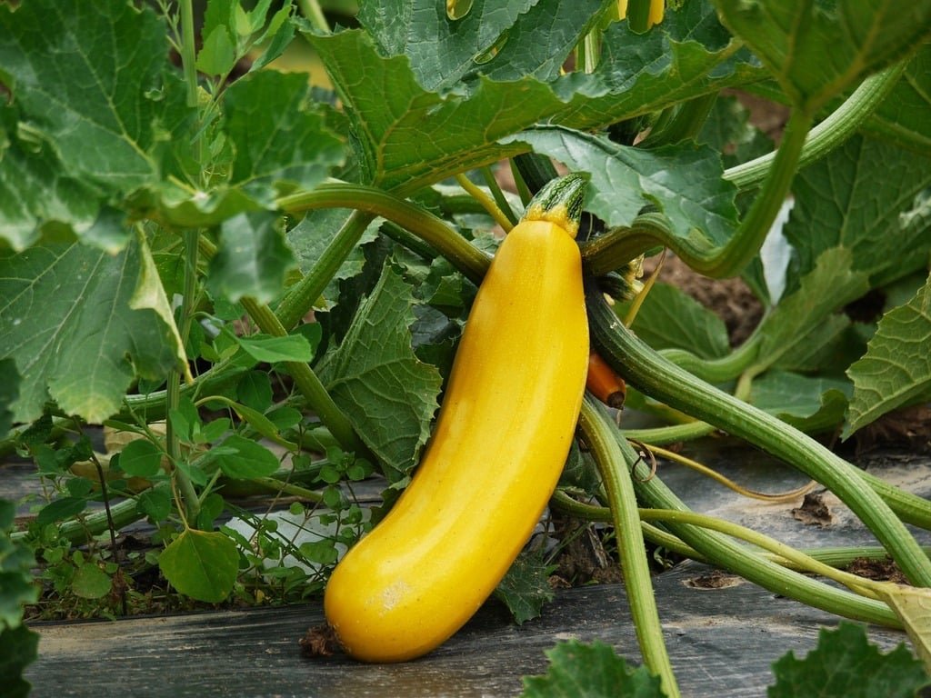 A yellow zucchini plant