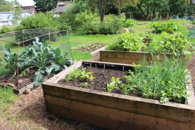 High raised beds in organic vegetable garden