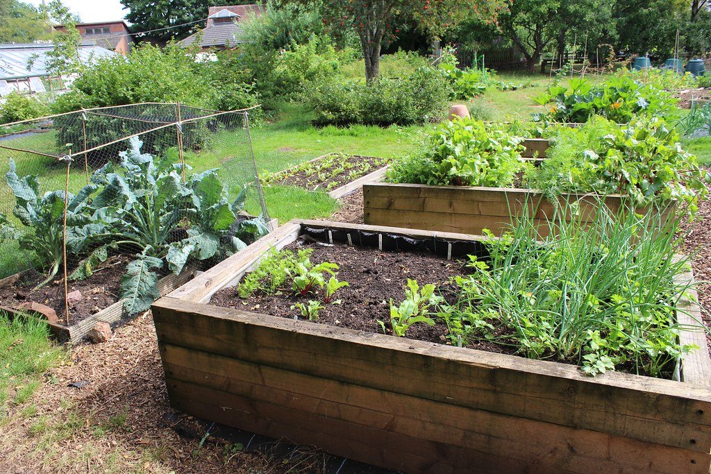 High raised beds in organic vegetable garden