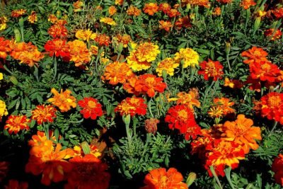 Marigolds