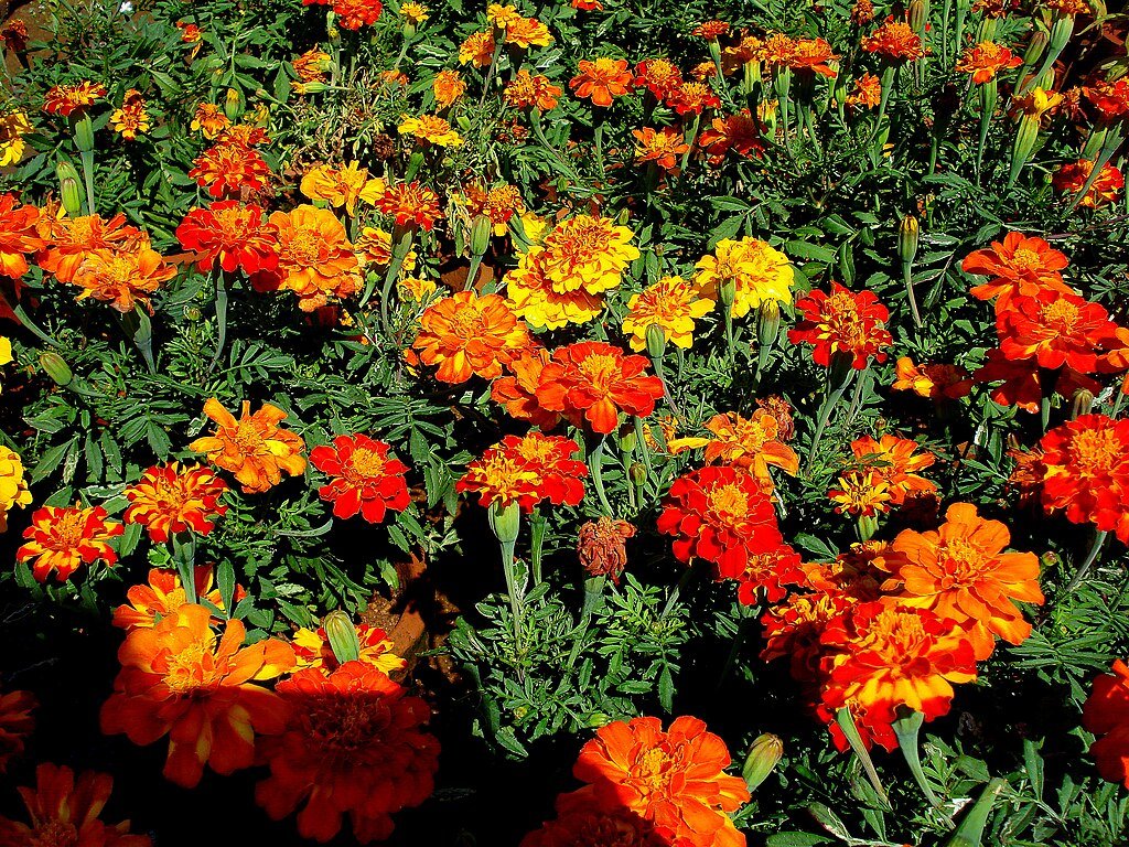 Marigolds