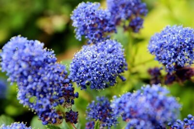 ceanothus