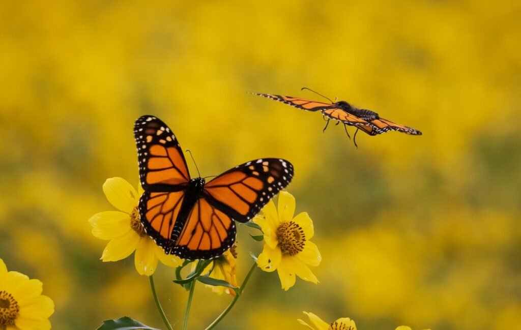 Friendly Home Bird and Pollinator