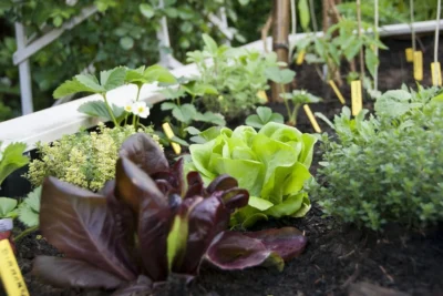 A garden filled with lots of different types of vegetables