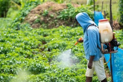 Man Spraying Plants in a Vegetable Garden Using a Sprayer