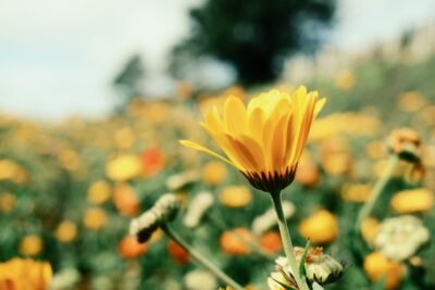 Yellow Flowers Bloom in Vibrant Spring Field