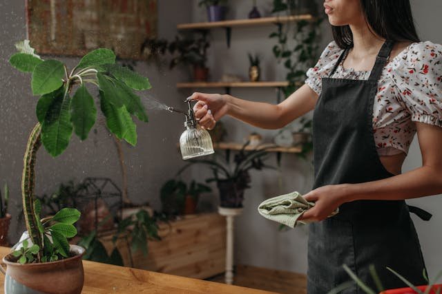 A woman spraying a plant