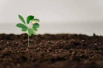 Close-Up Shot of Plant on Soil